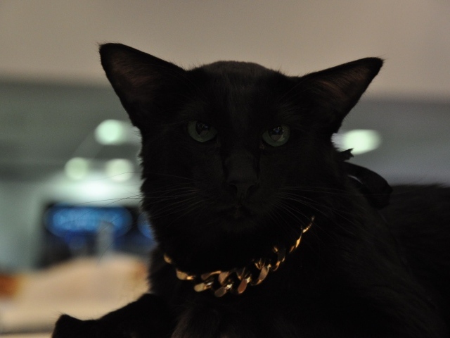 Чёрный красивый серьёзный кот мейн-кун