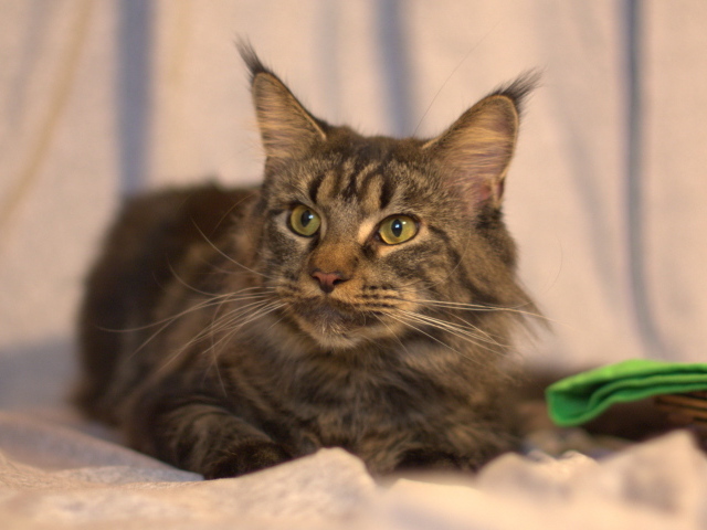 Серьёзный кот мейн-кун