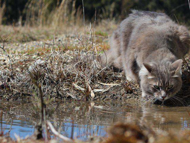 Серьёзный серый кот пьёт воду