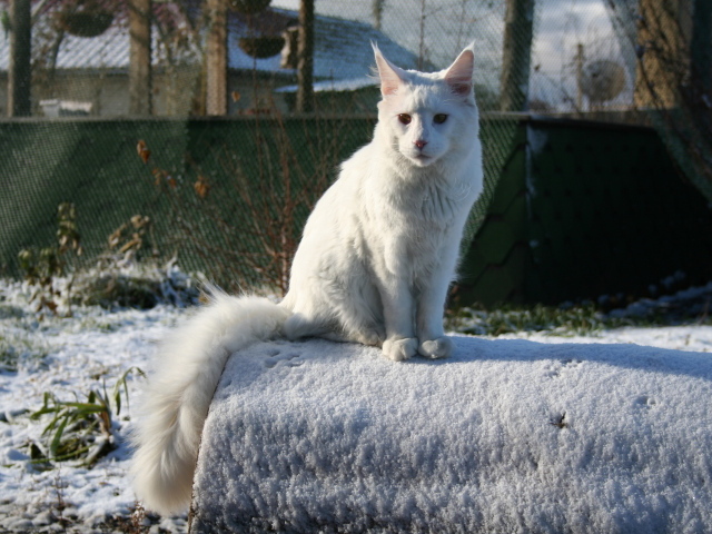 Белый серьёзный кот мейн-кун зимой