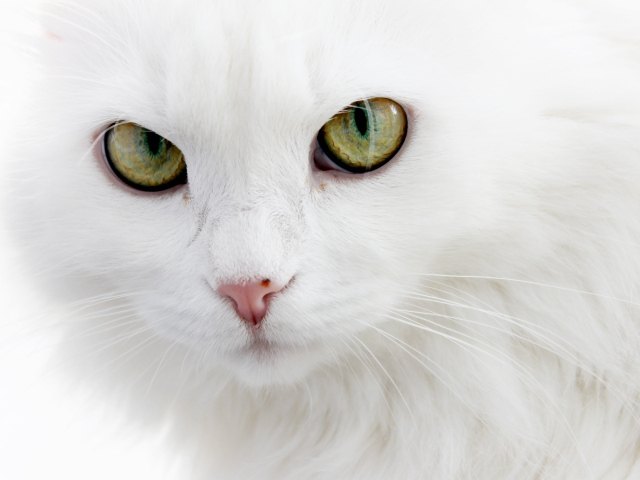 Серьёзный белый кот