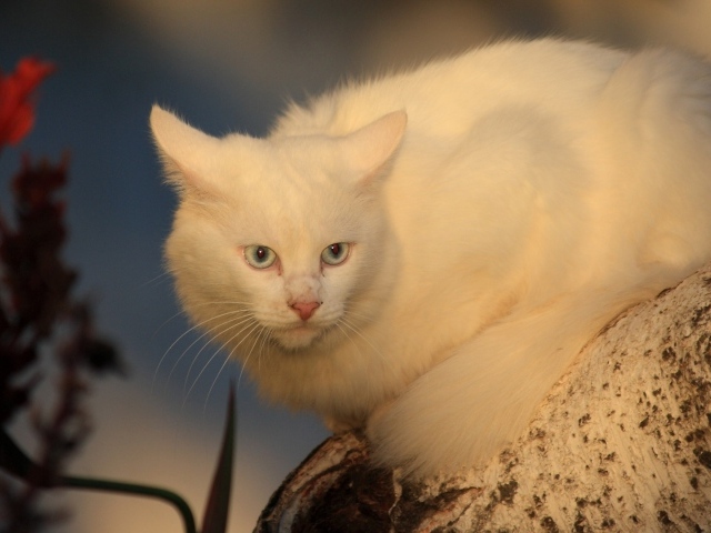 Серьёзный белый кот на дереве