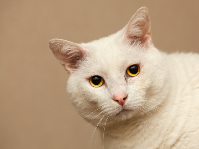 Серьёзный белый кот с жёлтыми глазами