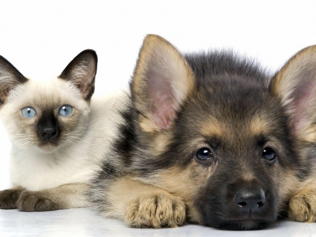 Сиамский кот и пёс позируют