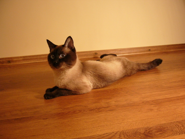 Сиамский кот лежит на полу