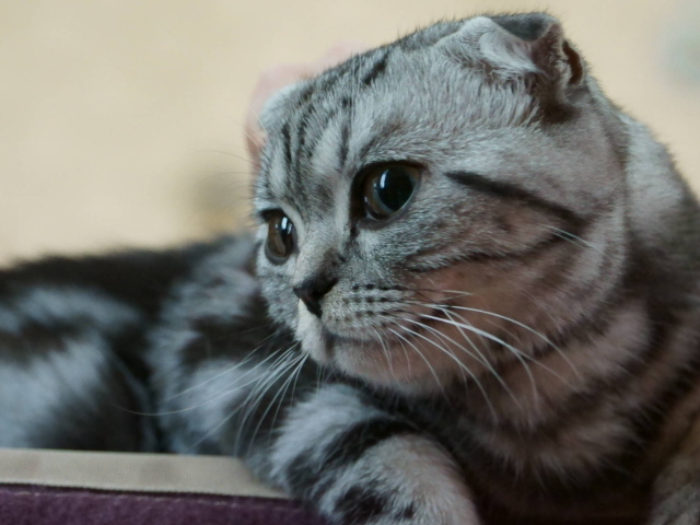 Серебристый красивый шотландский вислоухий кот