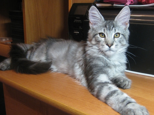 Серебристый молодой кот породы мейн-кун