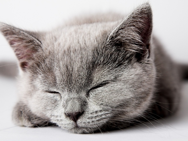 Спящий серый котенок