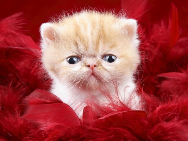 Маленький персидский кот в красных перьях