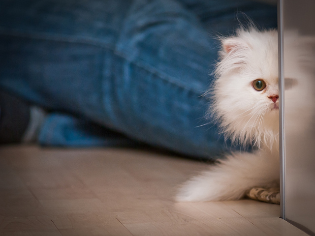 Маленький персидский кот прячется