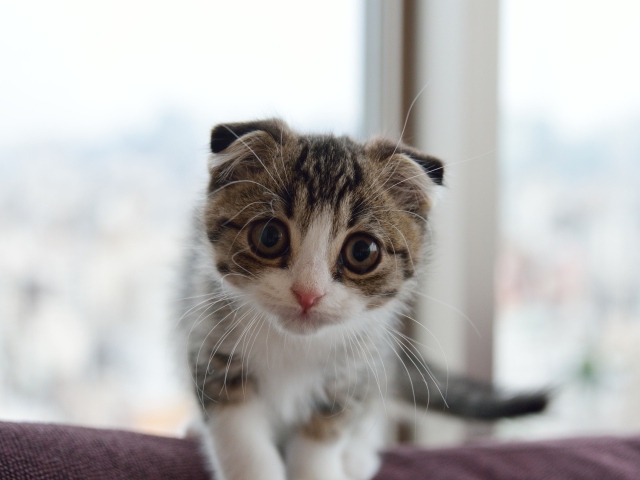 Маленький шотландский вислоухий кот с большыми глазами