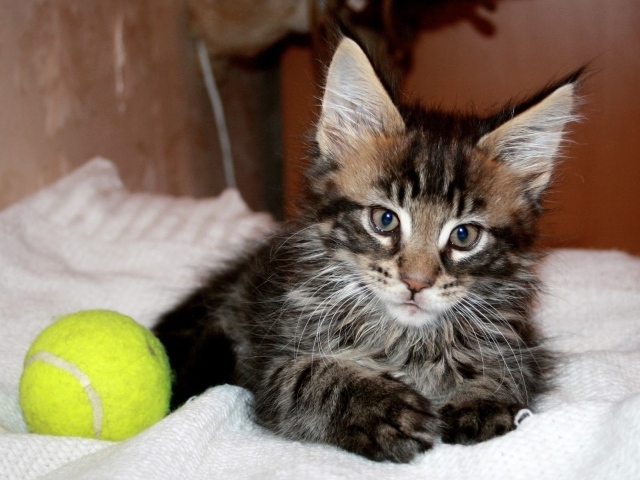 Маленький красивый кот мейн-кун с мячом