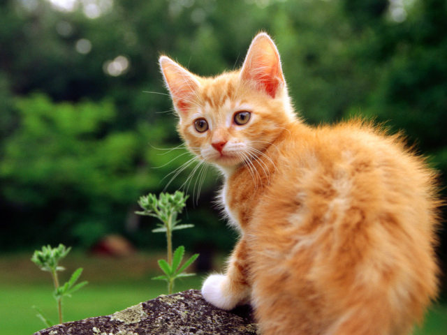 Маленький красивый рыжий кот на камне