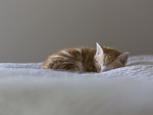 Маленький красивый рыжий кот видит десятый сон