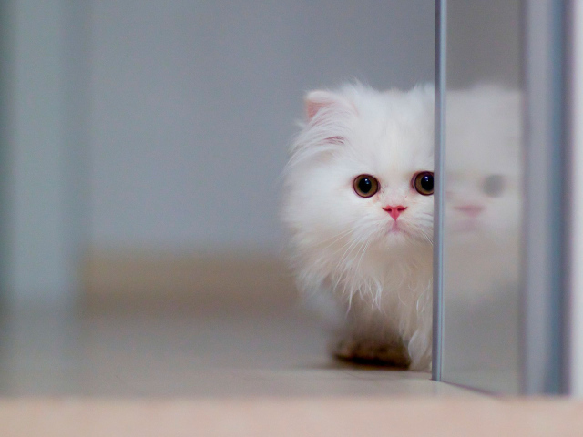 Маленький красивый белый кот спрятался