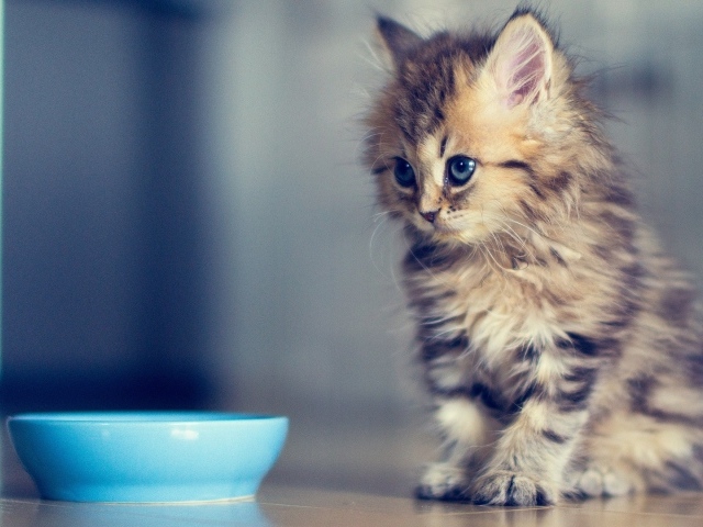 Маленький кот просит молока