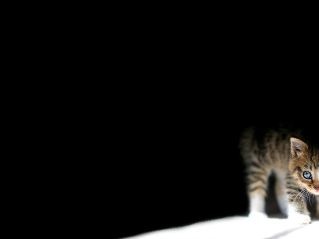 Маленький кот выглядывает из темноты