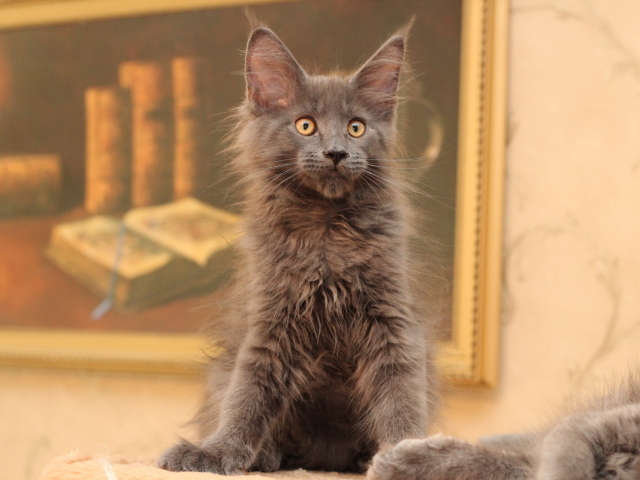 Маленький серый игривый кот мейн-кун