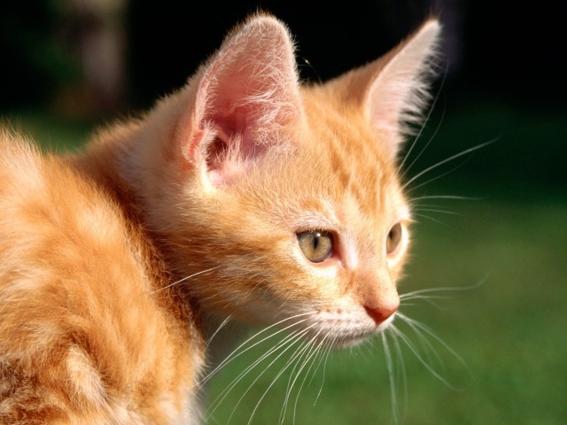 Маленький рыжий кот на природе