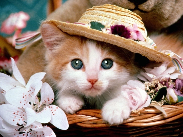 Маленький рыжий кот в шляпе