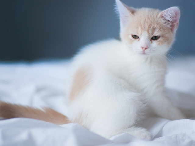 Маленький белый сонный кот