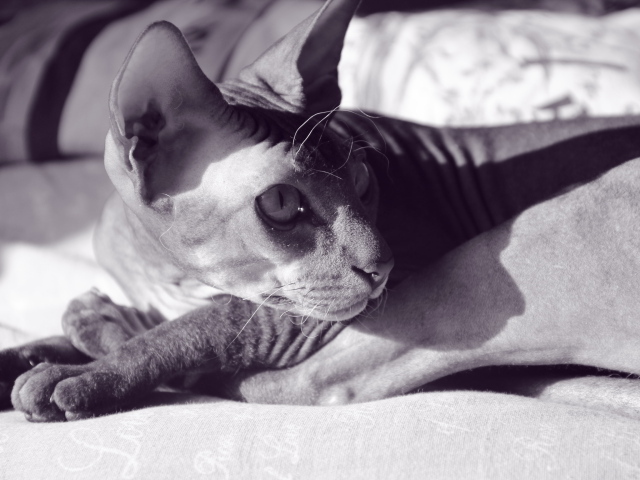 Кот сфинкс отдыхает