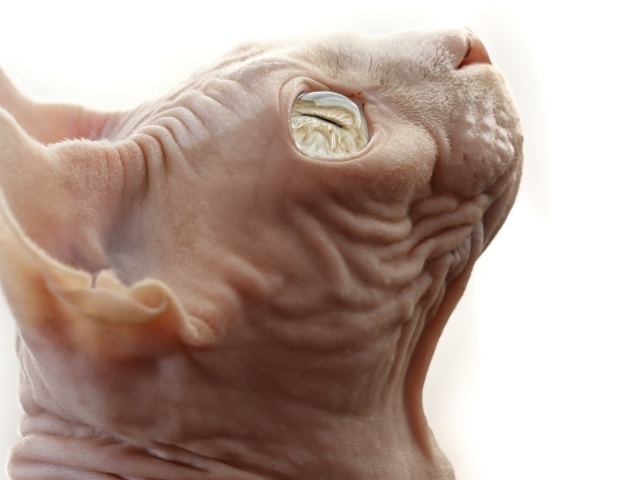 Кот сфинкс на белом фоне