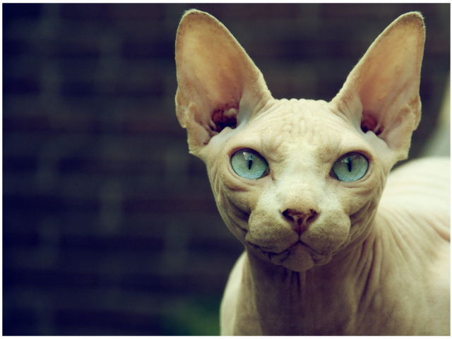 Кот сфинкс с голубыми глазами
