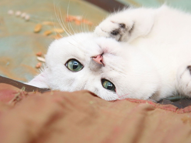 Нежный белый кот