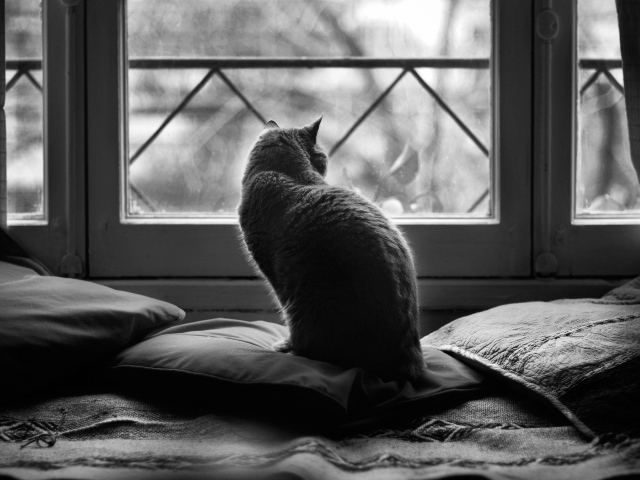 Кот в подушках, чёрно-белое фото