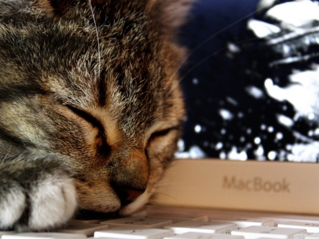 Кот спит на клавиатуре ноутбука