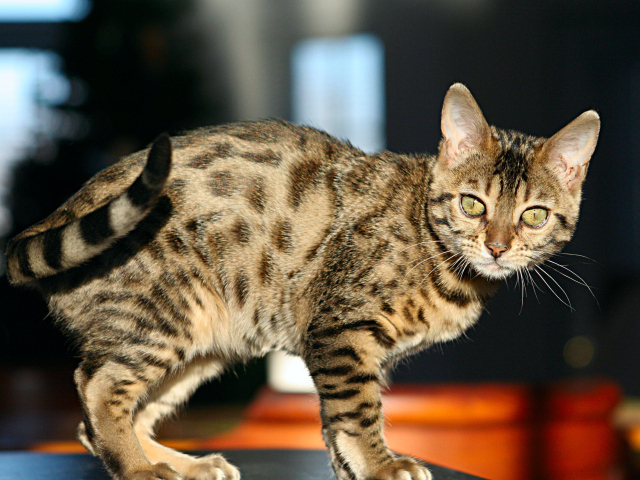Молодой зеленоглазый бенгальский кот