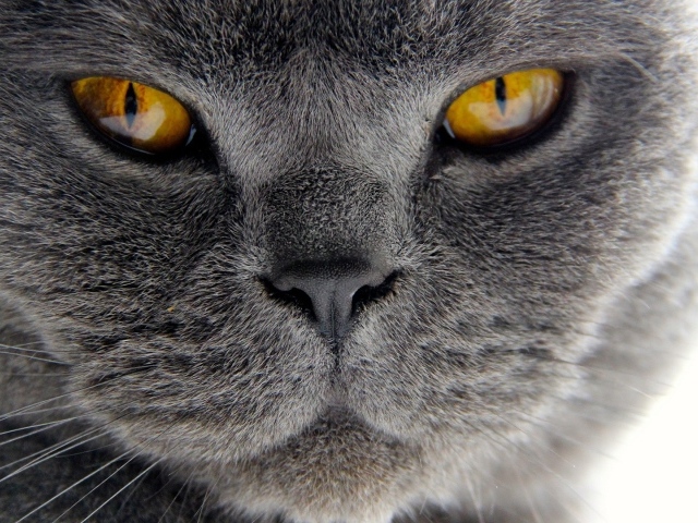 Хитрый британский кот