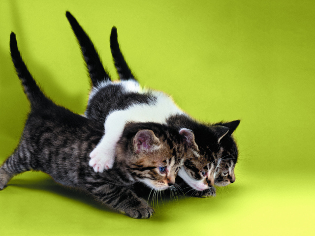 Два котёнка тащат третьего