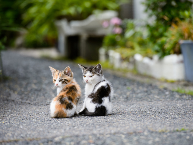 Два котёнка на дороге