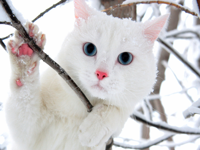 Белый голубоглазый кот в кустах