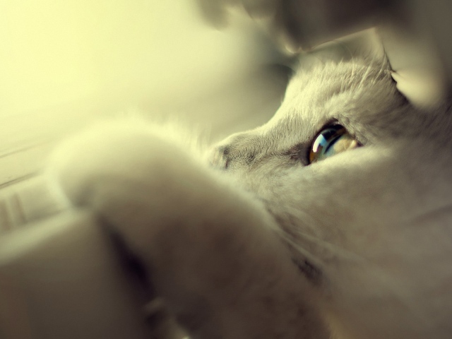 Белый кот спрятался