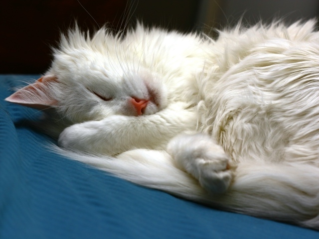 Белый кот сладко спит