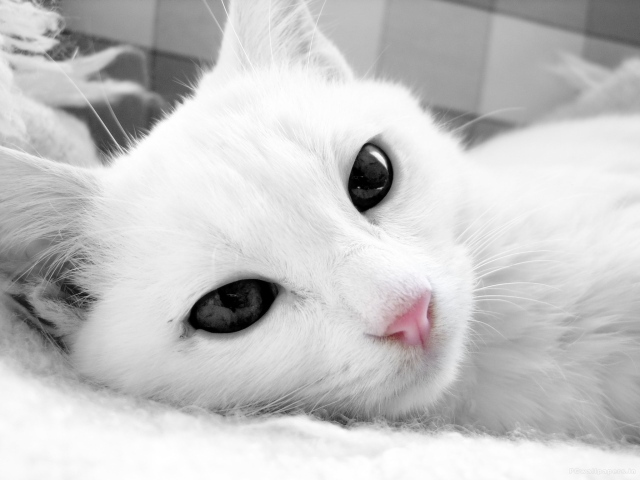 Белый кот с тёмными глазами крупным планом