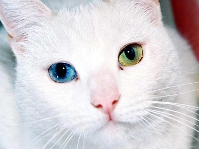 Белый кот с разными глазами