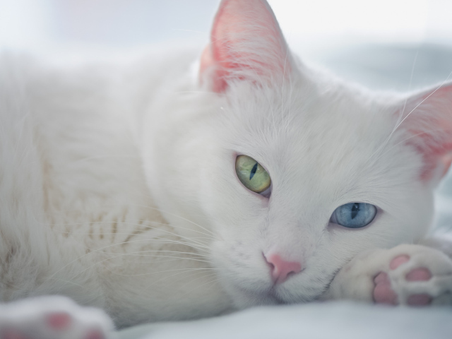 Белый кот с разными глазами отдыхает
