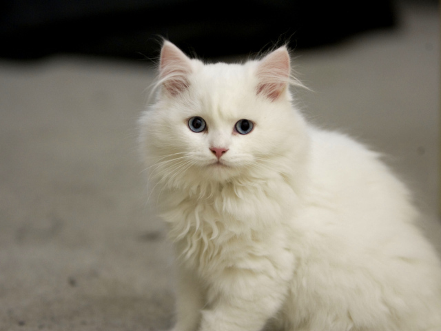 Белый пушистый кот с голубыми глазами