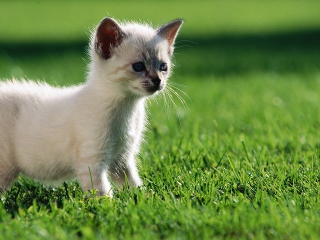 Белый котенок гуляет по газону
