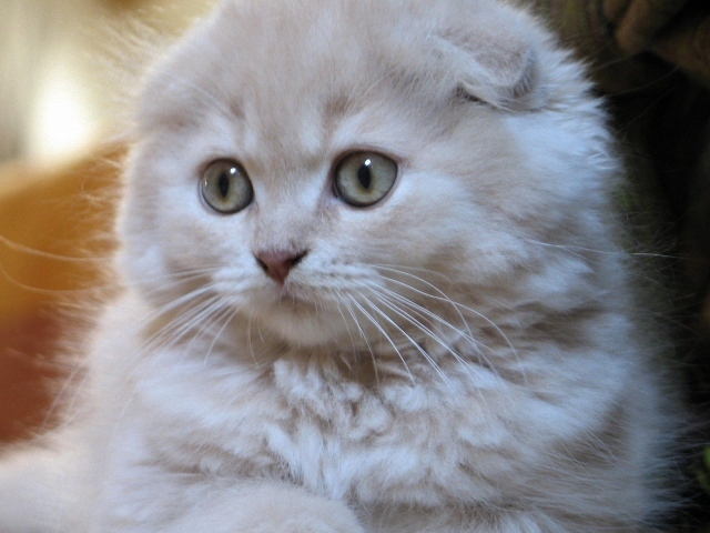 Белый маленький шотландский вислоухий кот