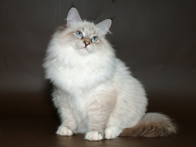 Молодой красивый сибирский кот позирует