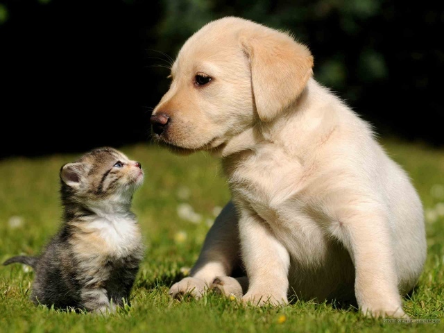 Маленькие красивые кот и пёс