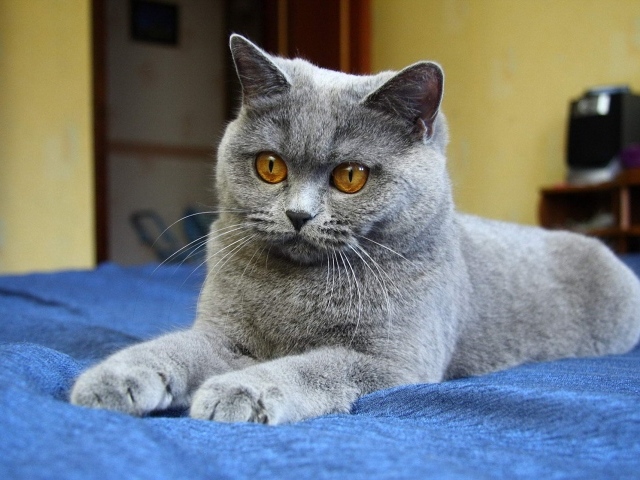 Молодой красивый британский короткошёрстный кот