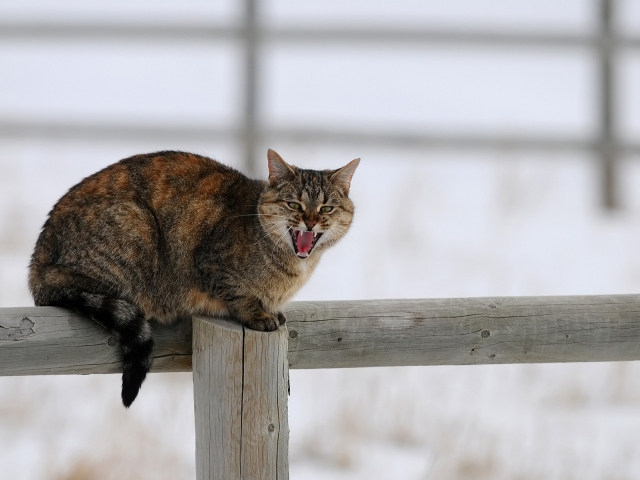 Злой кот на заборе говорит мяу