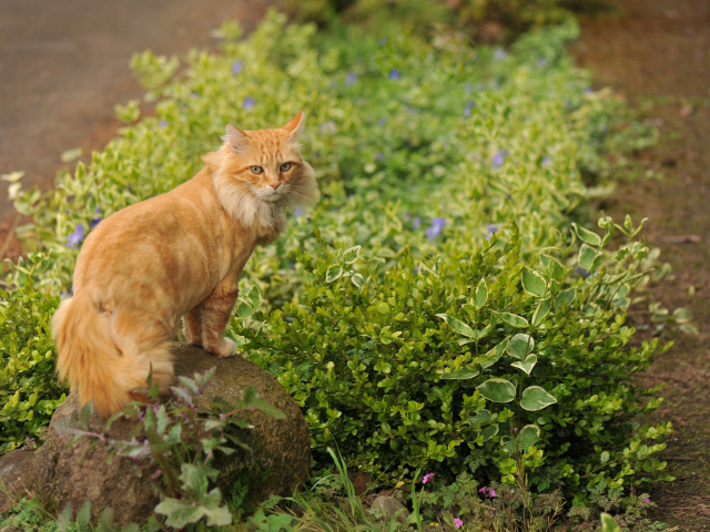 Рыжий красивый кот на камне