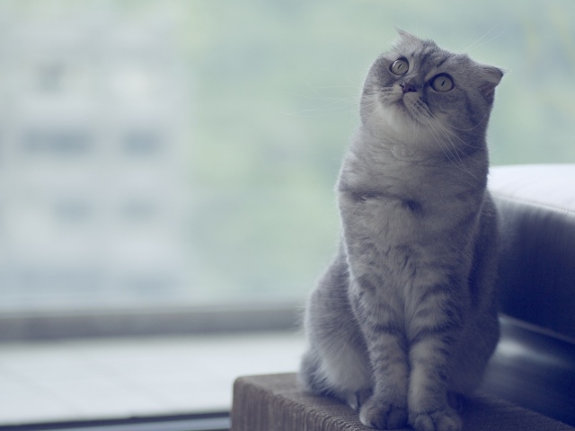 Красивый шотландский вислоухий кот что-то увидел